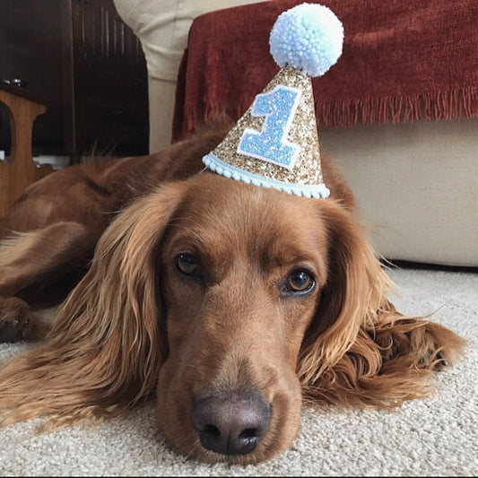 Dog party hat | First Birthday Hat | Blue and Gold | 1st Birthday | Baby birthday | photo prop smash cake hat | First Birthday | Milestone
