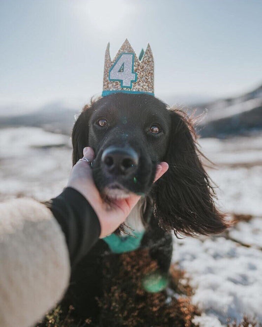 Teal & Gold Crown | Birthday Crown | Baby 1st Birthday | 1/2 Birthday | 6 months Old | first birthday Crown | Dog Crown | Dog Birthday